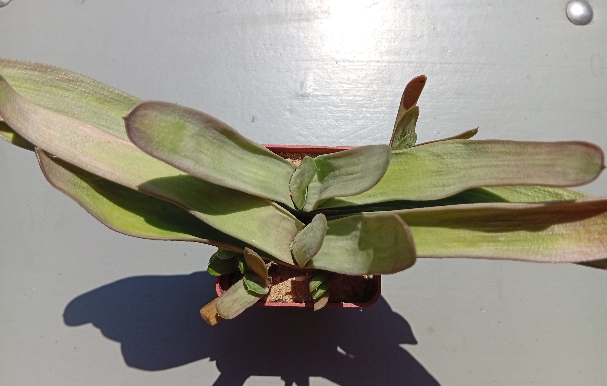 Gasteria bicolor Biformis