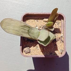 Gasteria bicolor Biformis
