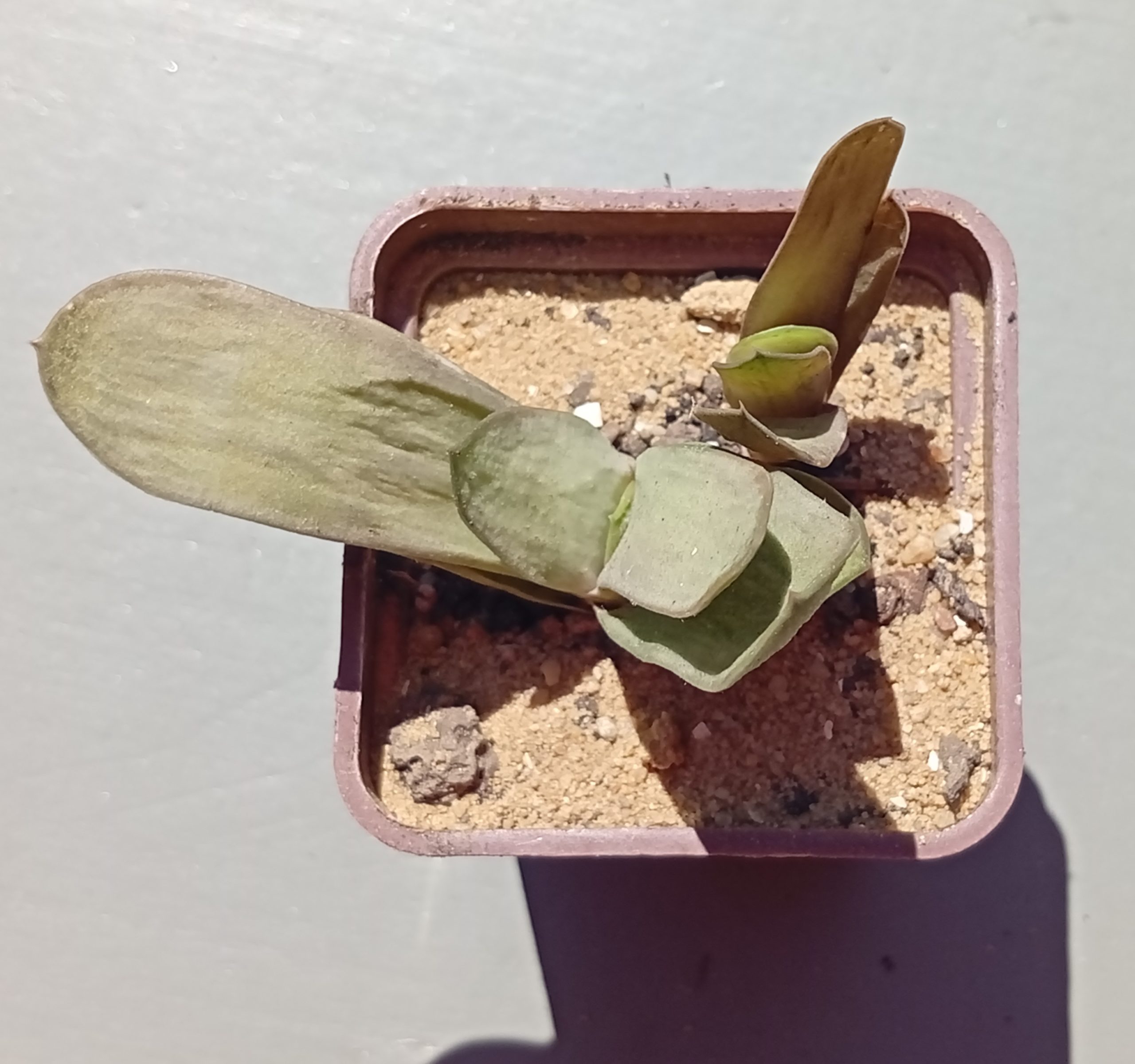 Gasteria bicolor Biformis