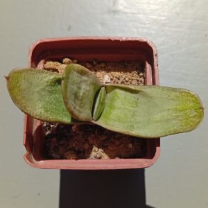 Gasteria bicolor Green Light