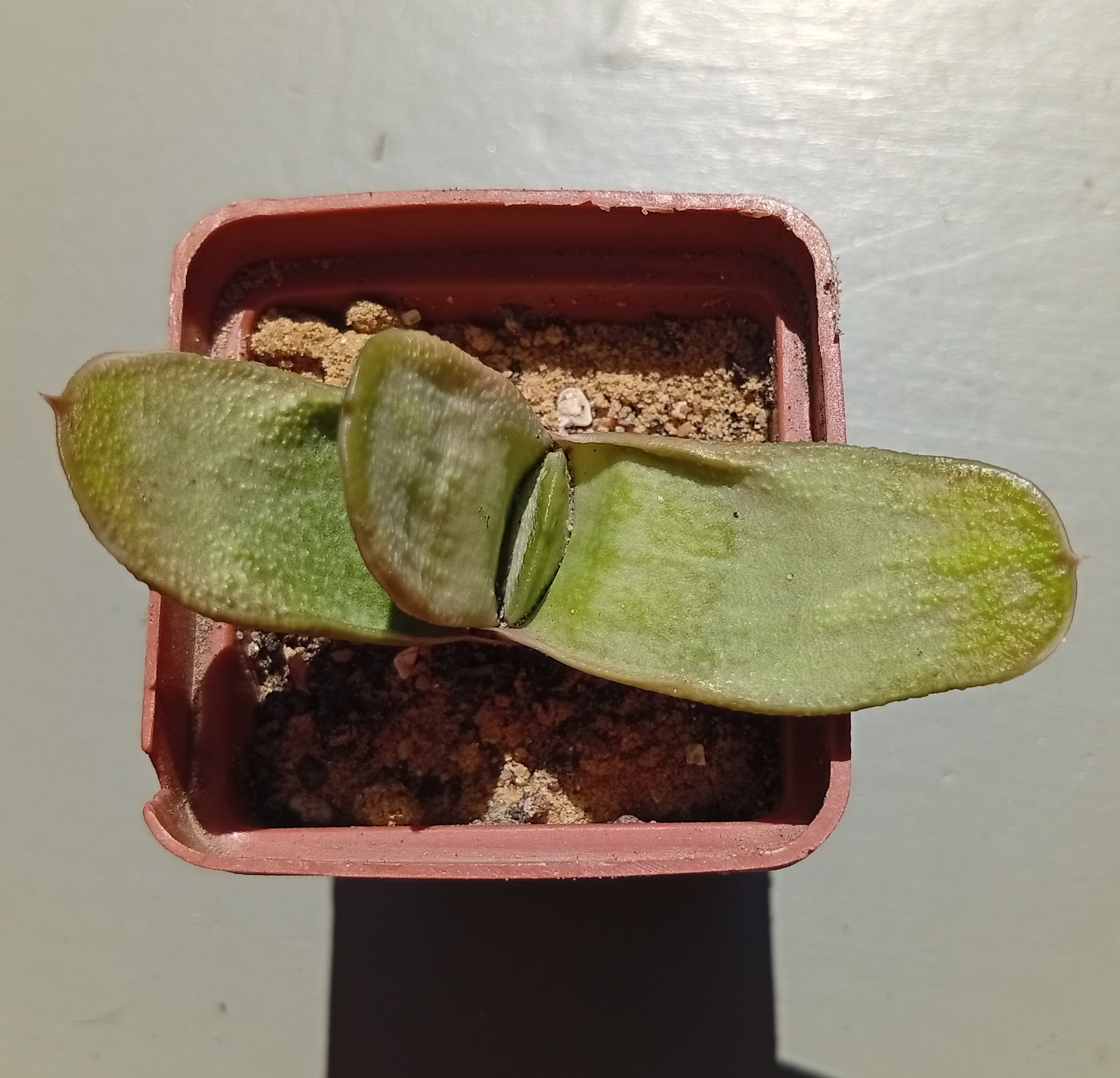 Gasteria bicolor Green Light
