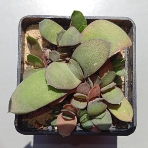 Gasteria glomerata Globosa