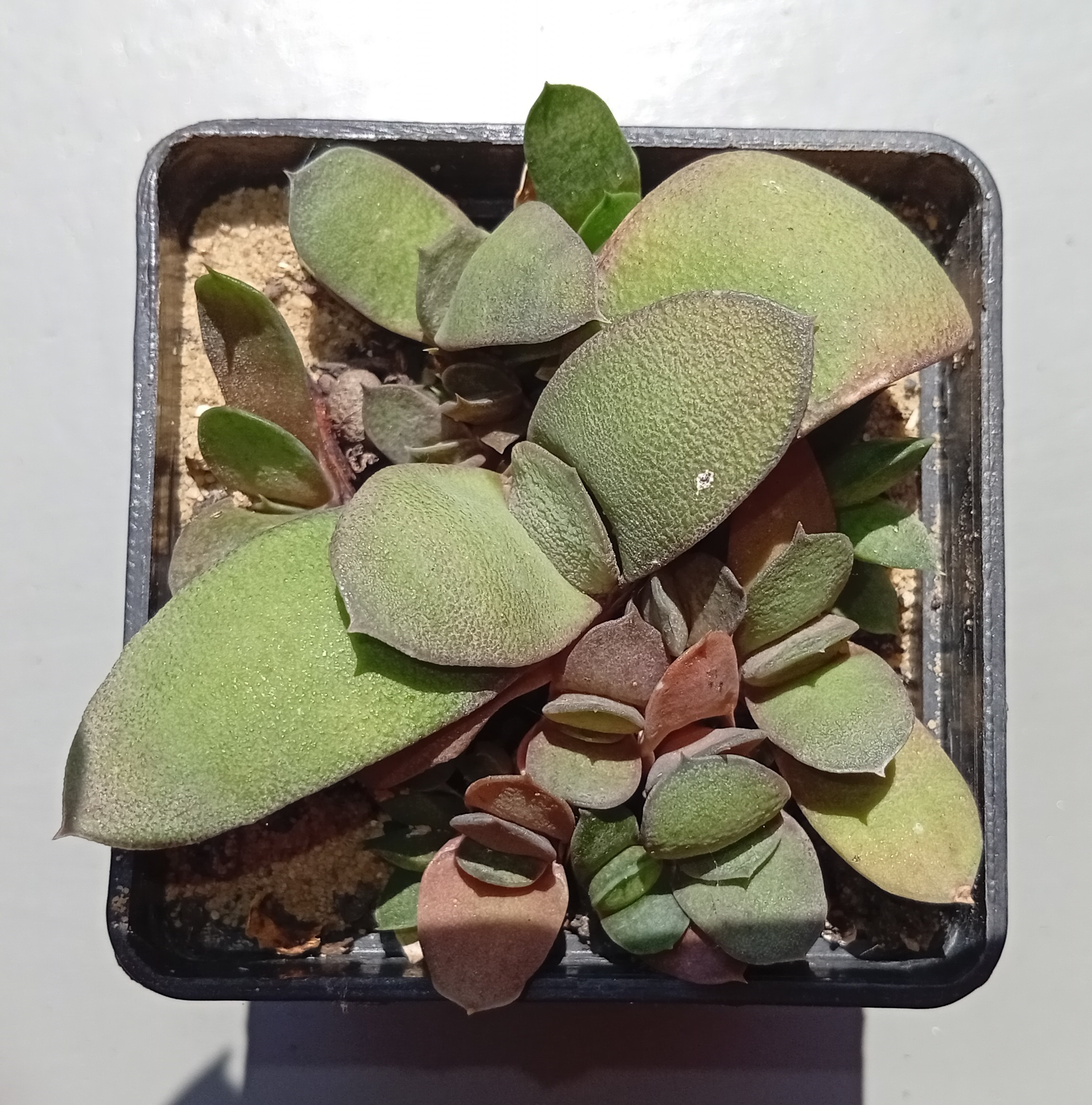 Gasteria glomerata Globosa