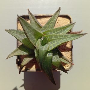 Haworthia tesselata