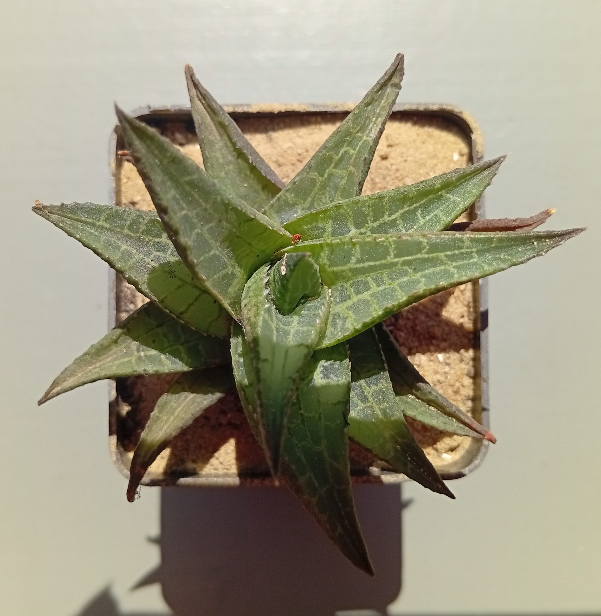Haworthia tesselata