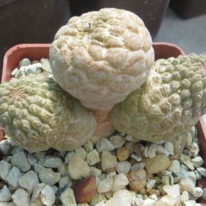 Larryleachia cactiformis