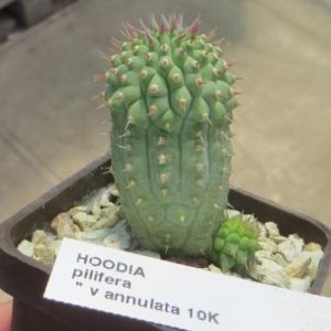 hoodia pilifera
