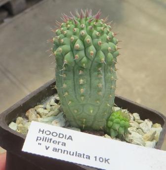 hoodia pilifera