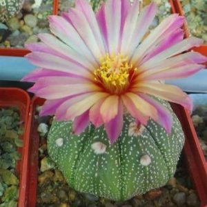 astrophytum rote blute