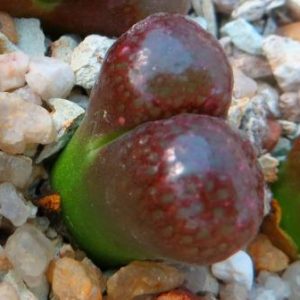 conophytum verrucosum