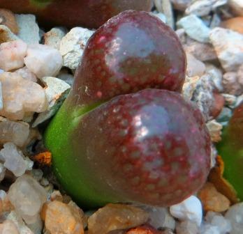 conophytum verrucosum
