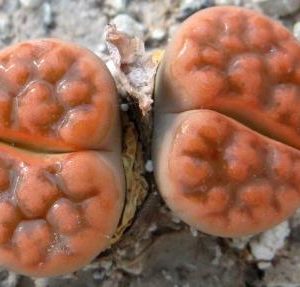 lithops karasmontana red