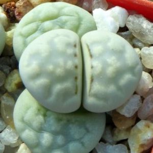 lithops julii c297