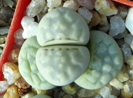 lithops julii c297