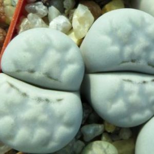 lithops julii c297