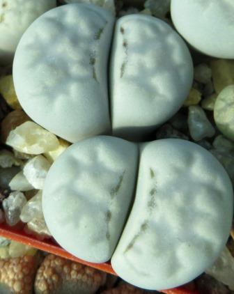 lithops julii c297