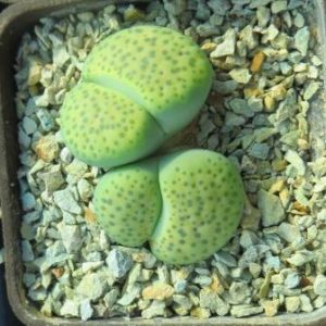 lithops fulviceps aurea