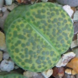 lithops fulviceps aurea