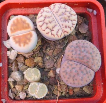 lithops mix
