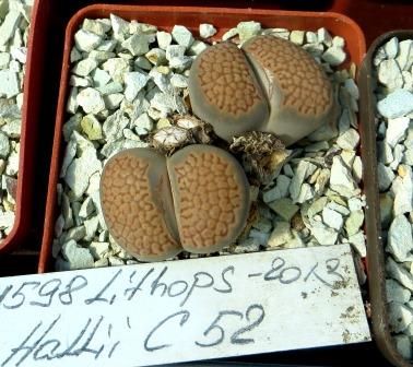 1598lithops hallii C 52