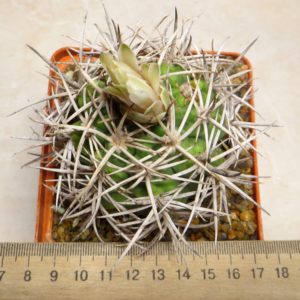 gymnocalycium hybopleurum var ferocior STO 498 own root