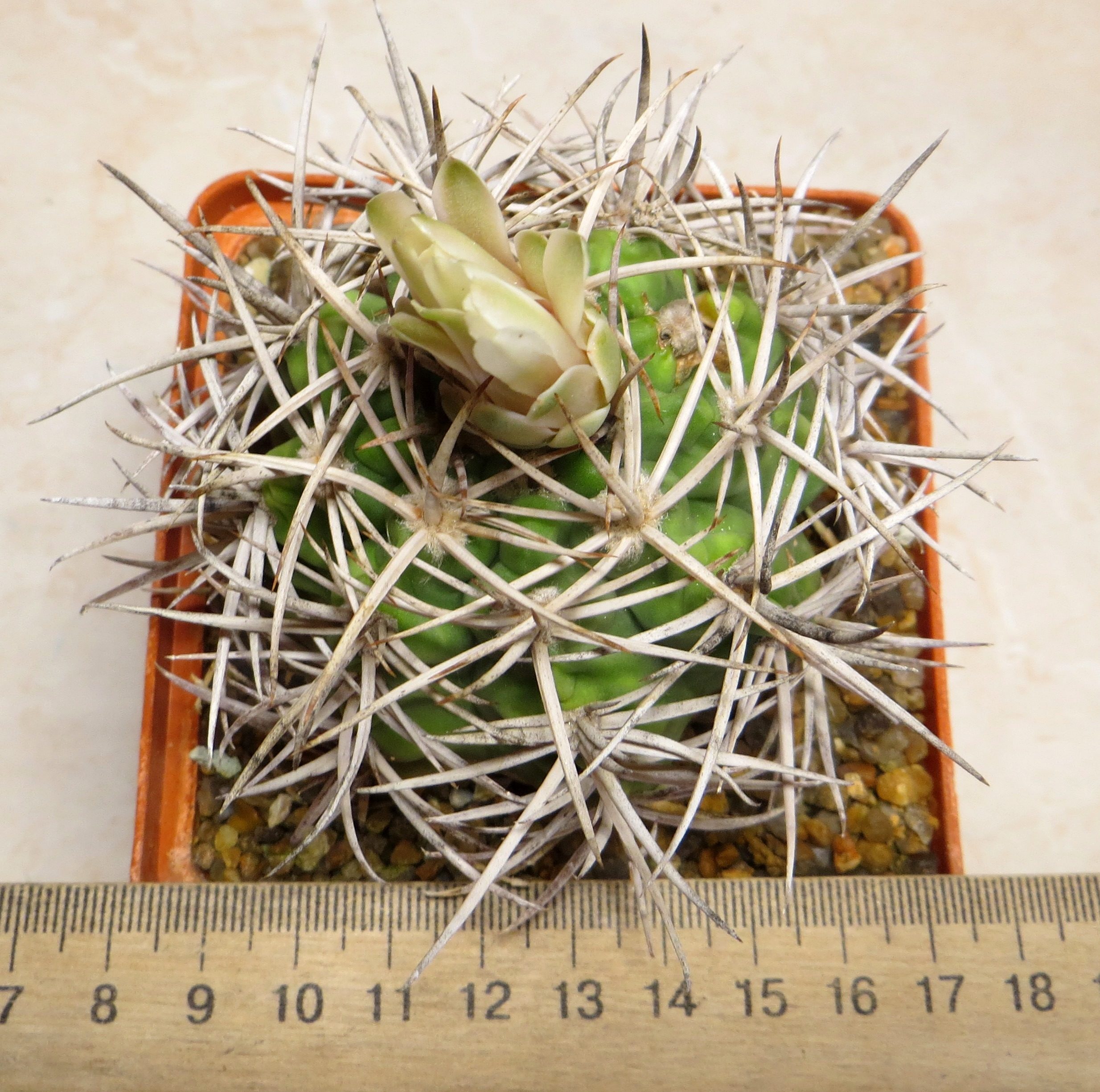 gymnocalycium hybopleurum var ferocior STO 498 own root