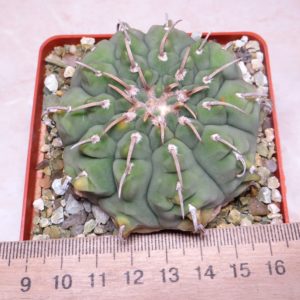 gymnocalycium vatteri 1spine