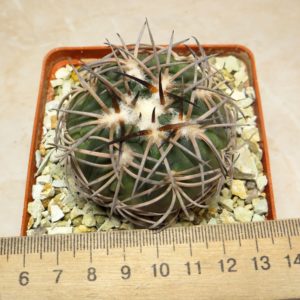 gymnocalycium spegazzinii VG 090/356 own root