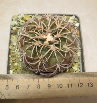 gymnocalycium spegazzinii TOM 0081.1 own root