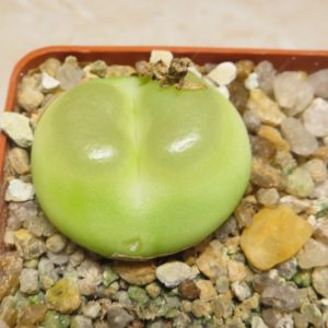 conophytum ratum sh1200