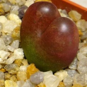 conophytum maughanii