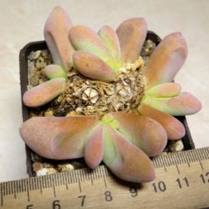 glottiphyllum oligocarpum