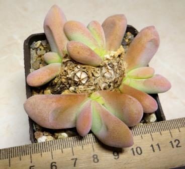 glottiphyllum oligocarpum
