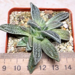 nananthus margaritiferus