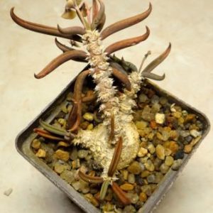 euphorbia cylindrifolia ssp. tuberifera caudex