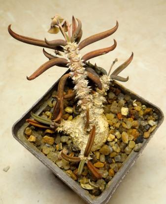 euphorbia cylindrifolia ssp. tuberifera caudex
