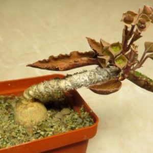 euphorbia ambovombensis