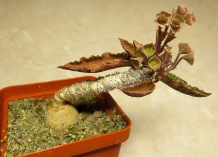 euphorbia ambovombensis