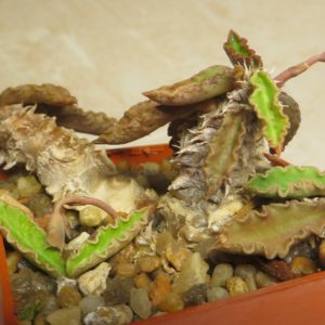 euphorbia decaryi