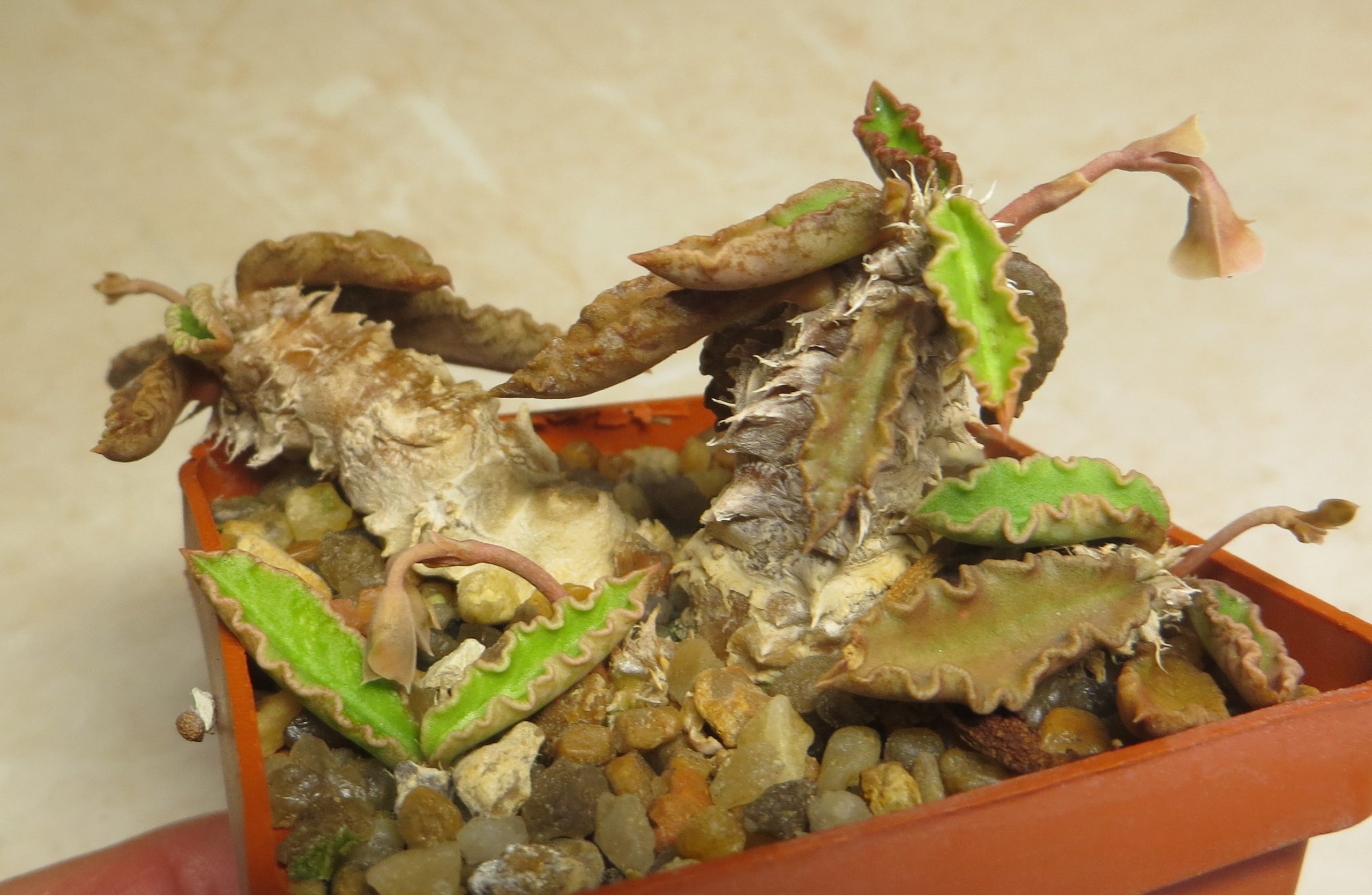 euphorbia decaryi