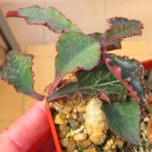 euphorbia francoisii