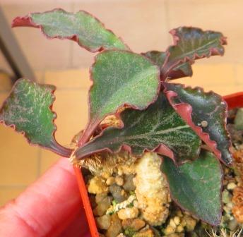 euphorbia francoisii