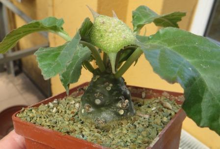 dorstenia foetida variegata