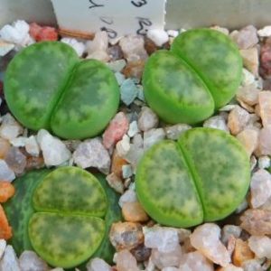 lithops bromfieldii sulphurea