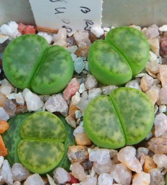 lithops bromfieldii sulphurea