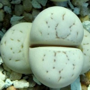 lithops ruschiorum Rosing Mine