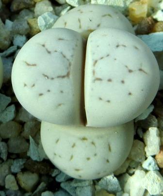 lithops ruschiorum Rosing Mine