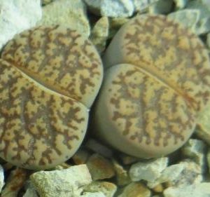 lithops lesliei venteri