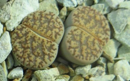 lithops lesliei venteri