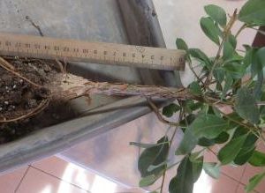 ficus burkei Namibia